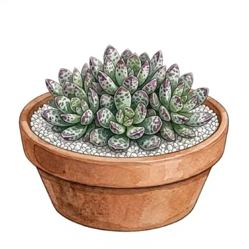 Adromischus cooperi com folhas roliças manchadas de roxo e ponta ondulada