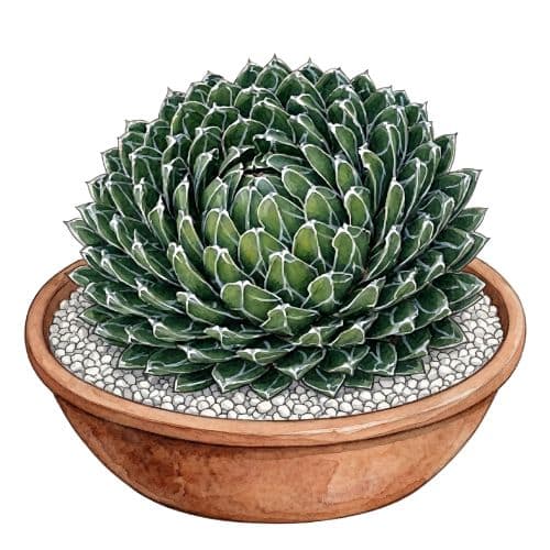 Agave victoriae-reginae com roseta esférica de folhas triangulares marcadas por linhas brancas