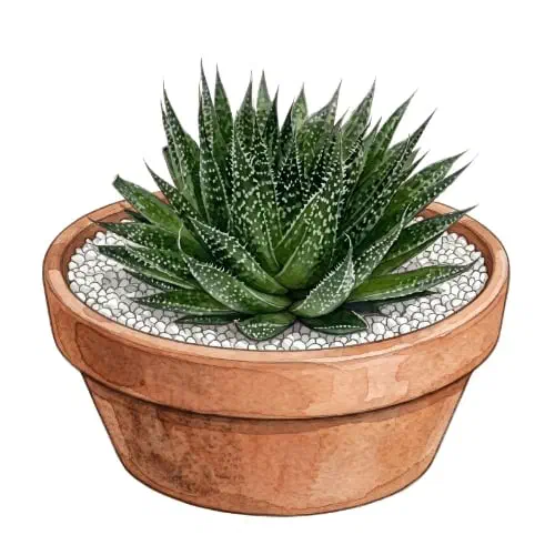 Aristaloe aristata em roseta compacta com pintas brancas e bordas serrilhadas
