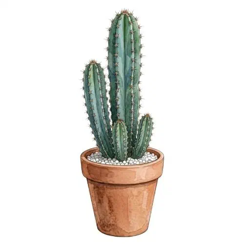 Cereus repandus colunar com costelas marcadas e espinhos