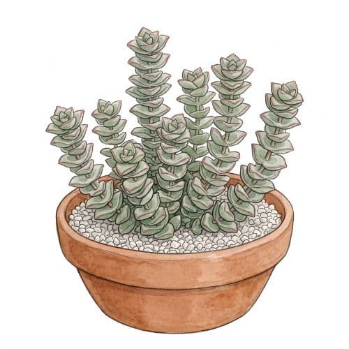 Crassula perforata, suculenta com folhas empilhadas em pares cruzados ao longo do caule