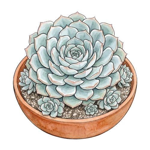 Echeveria elegans em formato de roseta