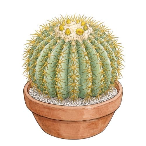 Echinocactus grusonii, cacto esférico com espinhos dourados
