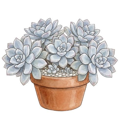 Graptopetalum paraguayense, suculenta de rosetas acinzentadas conhecida como planta-fantasma