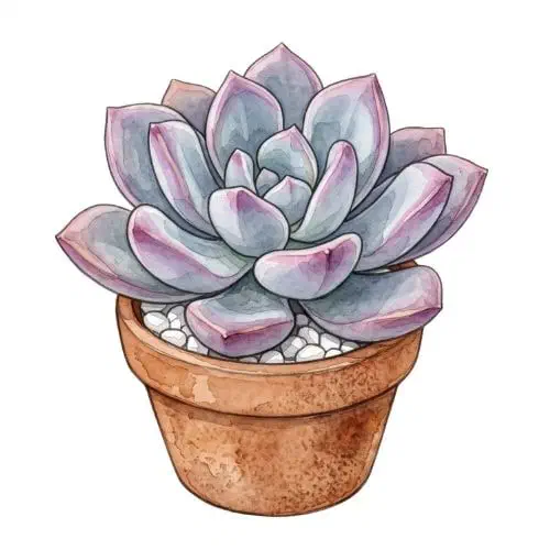 Graptoveria Opalina com roseta de folhas grossas e arredondadas em tons pastel de azul e rosa