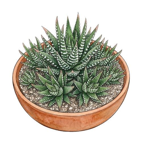Haworthiopsis attenuata, suculenta conhecida como planta-zebra