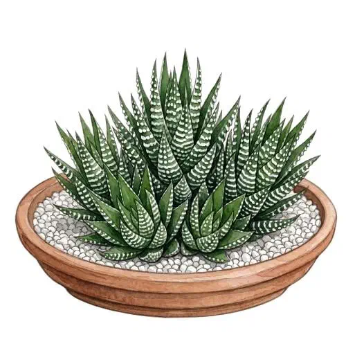 Haworthiopsis fasciata com roseta de folhas rígidas verdes e faixas brancas no verso