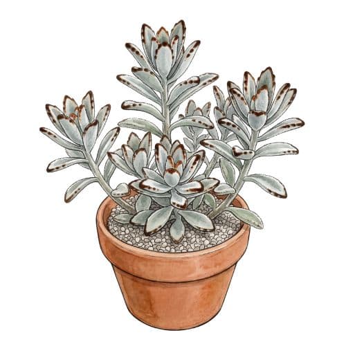 Kalanchoe tomentosa, suculenta de folhas aveludadas com pontas marrons