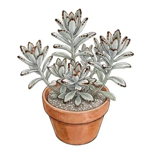 Kalanchoe tomentosa, suculenta de folhas aveludadas com pontas marrons