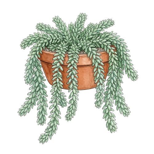 Sedum morganianum, suculenta pendente conhecida como rabo-de-burro