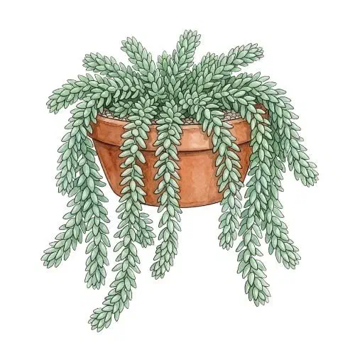 Sedum morganianum, suculenta pendente conhecida como rabo-de-burro
