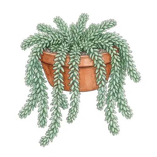 Sedum morganianum, suculenta pendente conhecida como rabo-de-burro