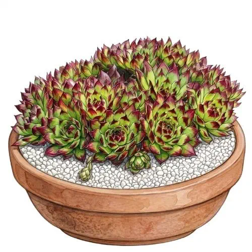 Sempervivum tectorum, suculenta de rosetas que formam touceiras densas